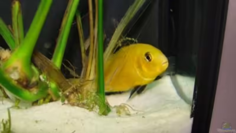 ein scheuer Labidochromi von malawi74 (41)