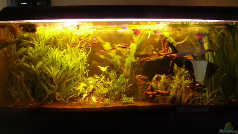 Ein schlechtes Bild, ich arbeite noch an besseren von Ralf Schmitz (1)