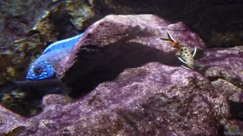 Ein Schnappschuss 23.02.2012 von DER YBBSTALER (77)