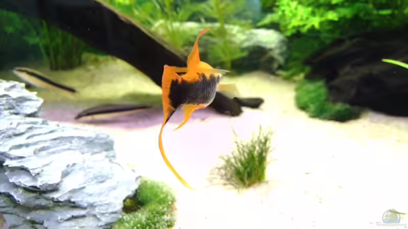 Ein schöner Rücken kann auch entzücken von tobi2201 (15)