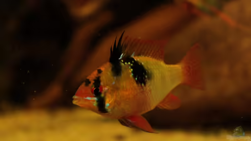 Ein schöner Schmetterling im Aqua !