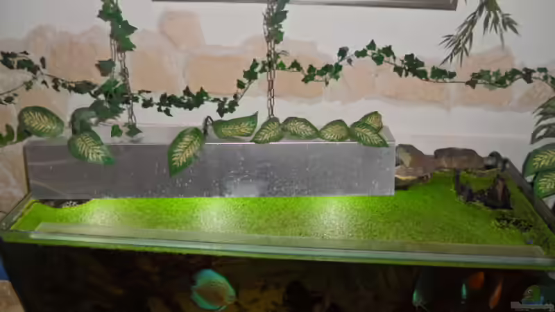 ein schöner teppich aus wasserlinsen  von Christian Fries (4)