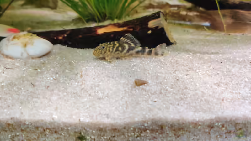 ein Schöner von Woidma (80)