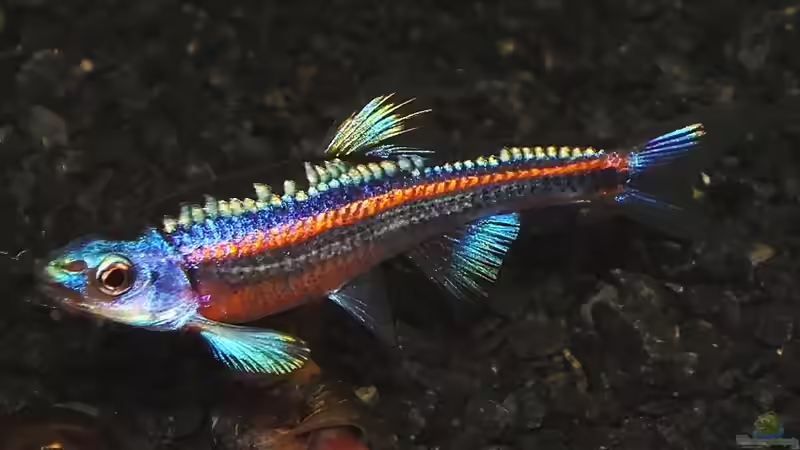 ein schönes Exemplar, voll in Farbe (vom Züchter) von die Perle... (52)