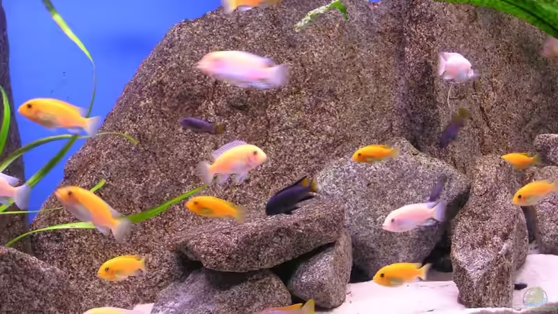 Ein Schwarm Maylandia estherae von Alexander Steinkellner (3)