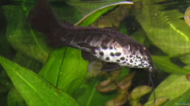 Ein Schwielenwels von SirPaddy (6)