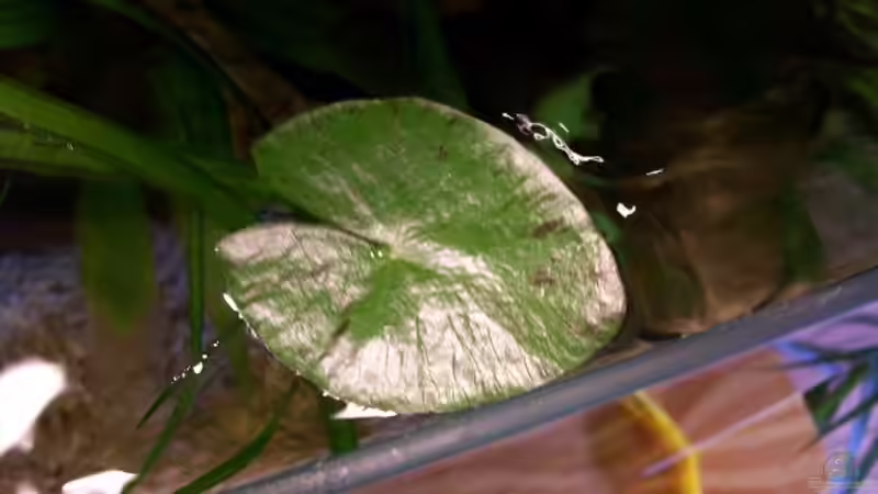 Ein schwimmendes Tigerlotusblatt. von Theo Heimann (11)