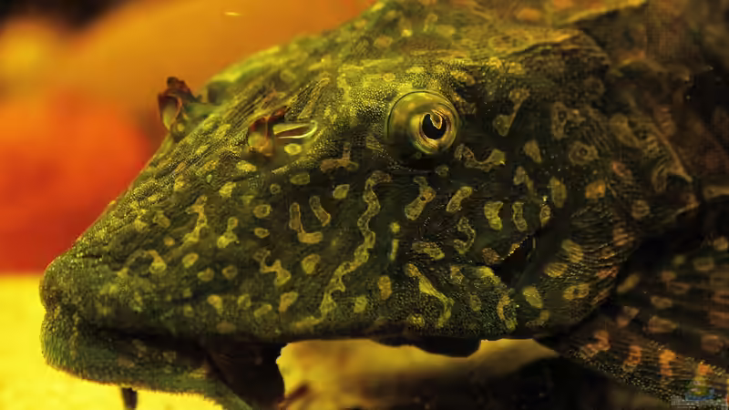 Ein Segel, ein Schild und dazu ein Wels !