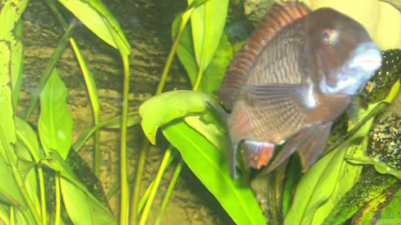 ein sehr wehrhafter Bock von Aqua92 (25)