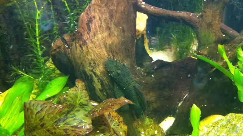 ein selten gesehener Gast (ca. 14cm) von Matze M. (13)