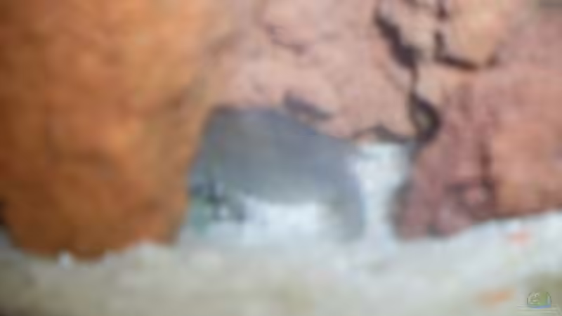 Ein Selten Sichtbarer bewohner ein Buckliger von Benjamin Sälzer (14)