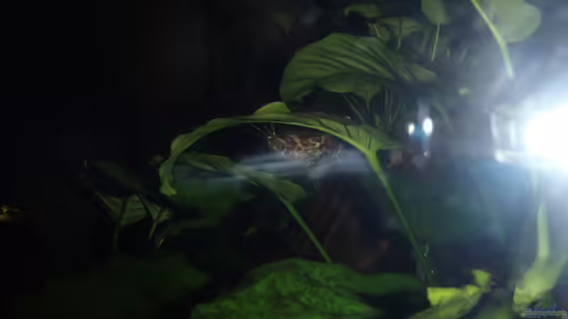 ein seltener Anblick: Rückenschwimmende Kongowels (Synodontis nigriventris) von Pflanzennarr (54)