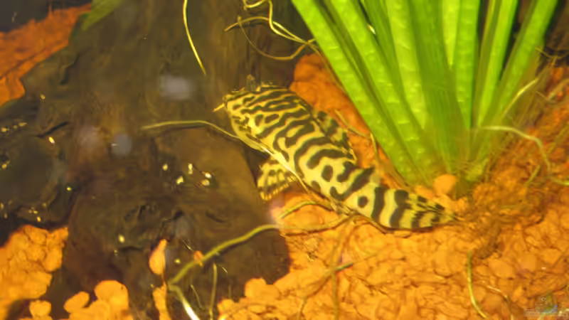 Ein seltener Anblick, so weit im Vordergrund! von Opodeldok (34)