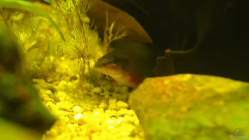 ein sich versteckender Labeo von benzfanmartin (5)