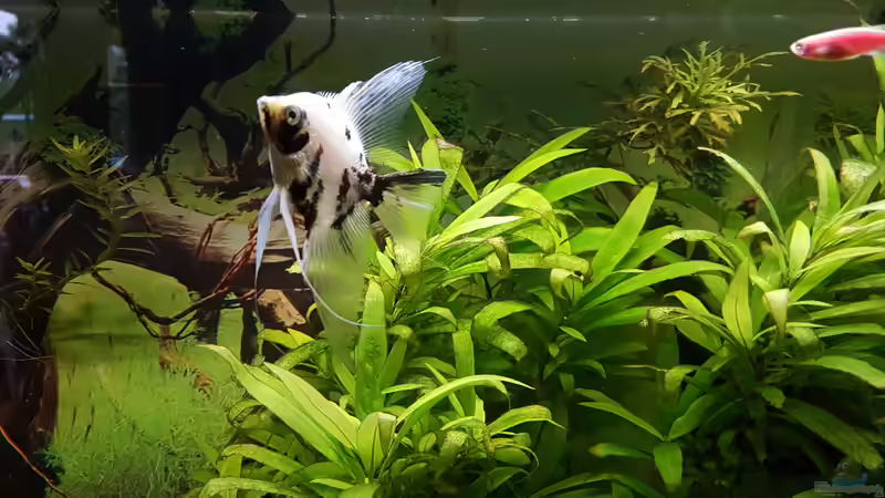 Ein Skalar von kielerteam (8)