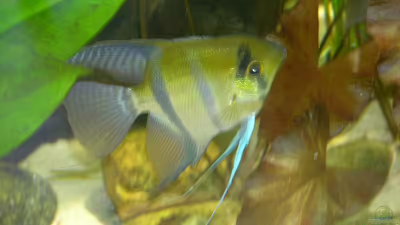 ein Skalar von Werner Buntin (9)