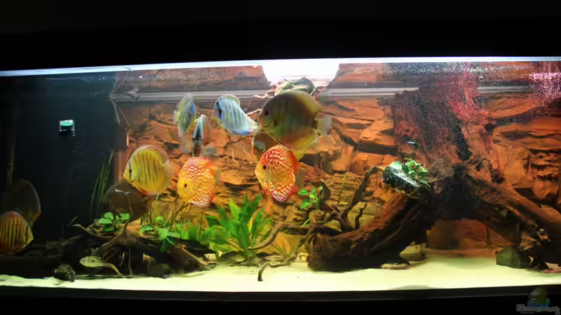 Ein Stück Amazonas Daheim von Diskusfreak26 (1)