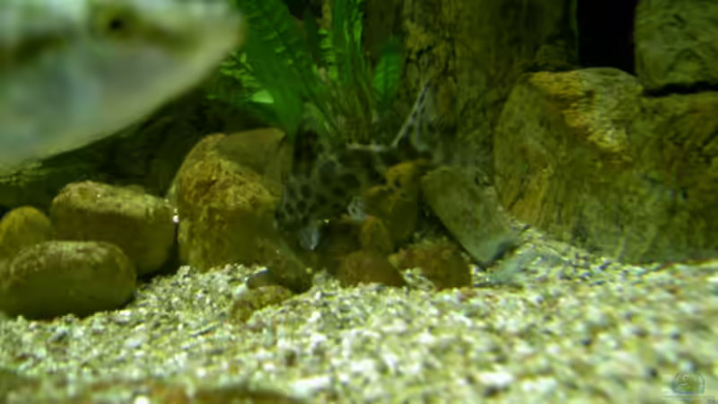 ein Synodontis, seltener Gast! von Thorsten Peetz (22)