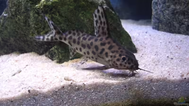 Ein Synodontis multipunctatus bei der Futtersuche von Matoba (50)