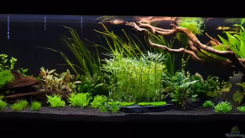 Ein Tag nach Bepflanzung 26.09.2013 von Finch (6)