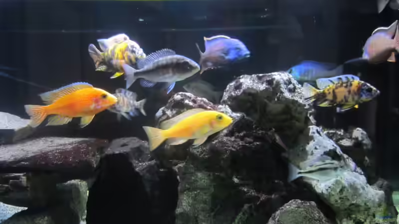 Ein Teil der Bande von Dunzi (2)