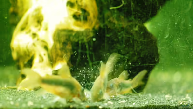 Ein Teil der Cory-Familie beim Speisen ;-) von Launebär (13)