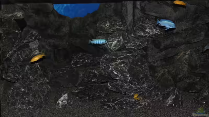 Ein Teil der ganzen Bande PS saulosi und Metriaclima callainos von Sergio10 (23)