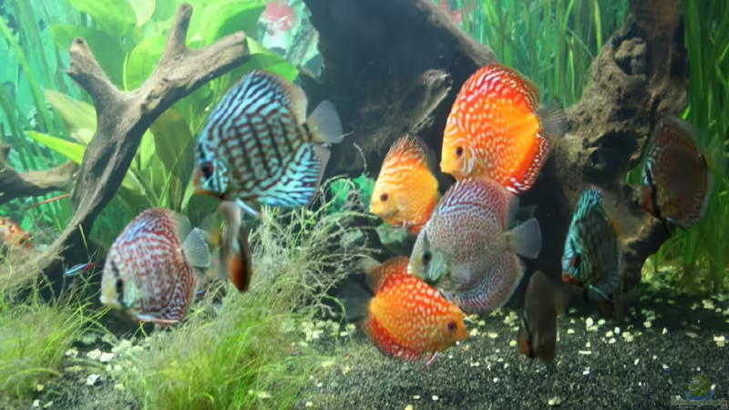 Ein Teil der jungen Diskusgruppe von wolle04 (1)