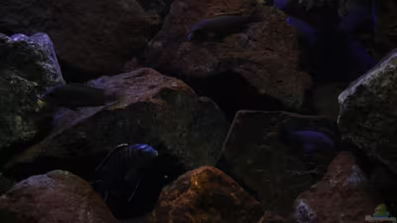 Ein Teil der Meute! von Florian Bandhauer (53)