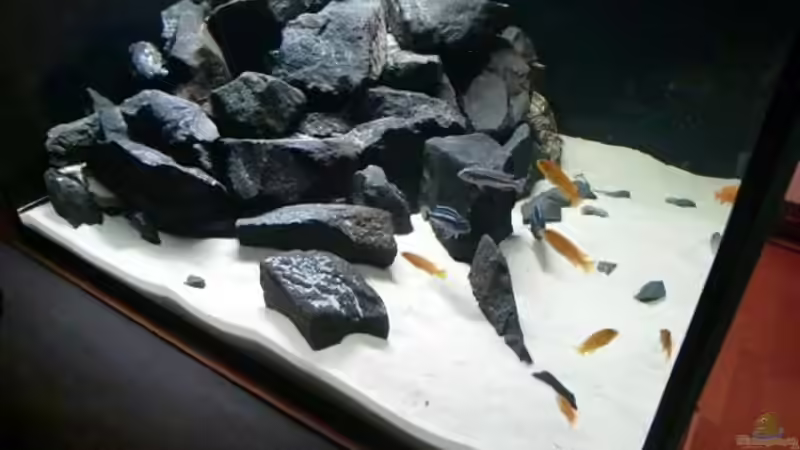 ein Teil der Meute von Mbunafan (5)