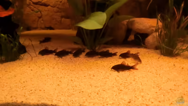 Ein Teil der Putzerbande von Steven Tumma (62)