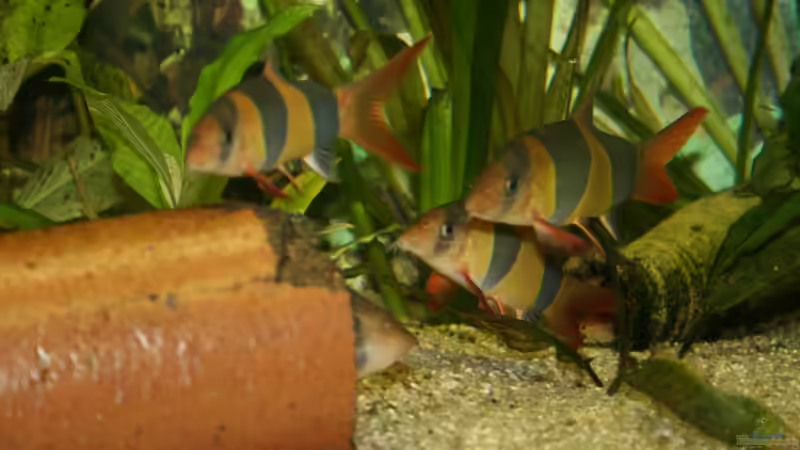 ein Teil der Schmerlengruppe, noch im ??bergangs-Becken von Hollyday (14)