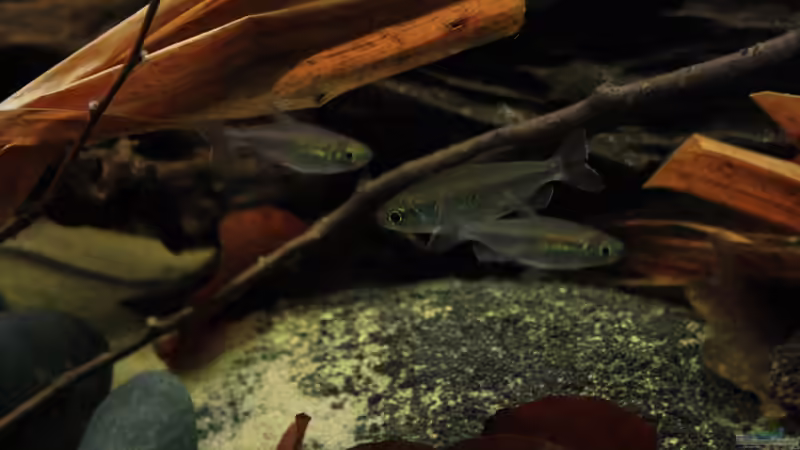 Ein Teil der Truppe von Florian Bandhauer (101)