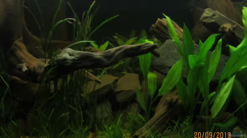 ein Teil der Wurzeln und Steine von Paul B. (19)