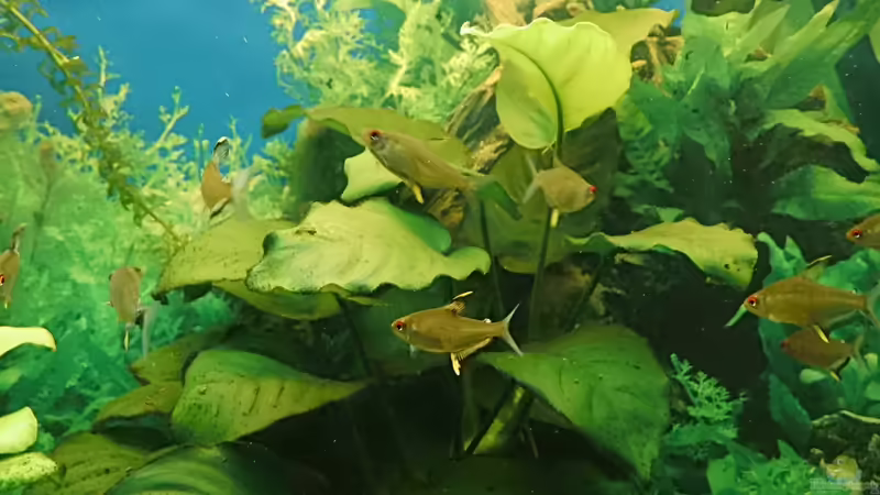 ein Teil des Zitronensalmlerschwarms von aqua david (25)