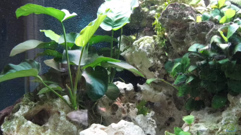 Ein Teil meines Aquariums von Maik Beckmann (1)