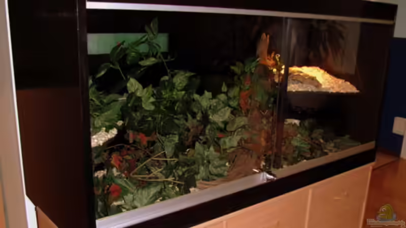 Ein Terrarium gebraucht kaufen: Was ist zu beachten?