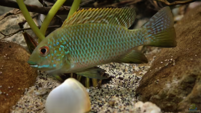 Ein Tilapia aus Kamerun