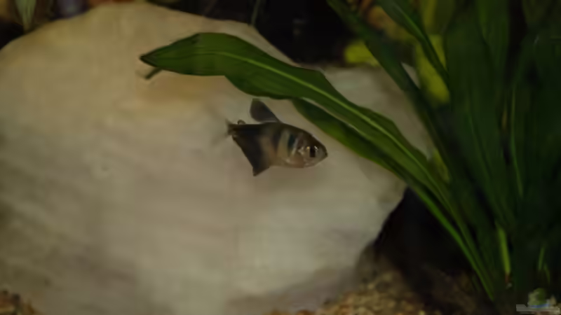 Ein Trauermantelsalmler  von Anna Müller (3)