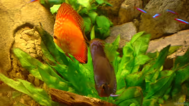 Ein Traumpaar von GGuardiaNN (29)