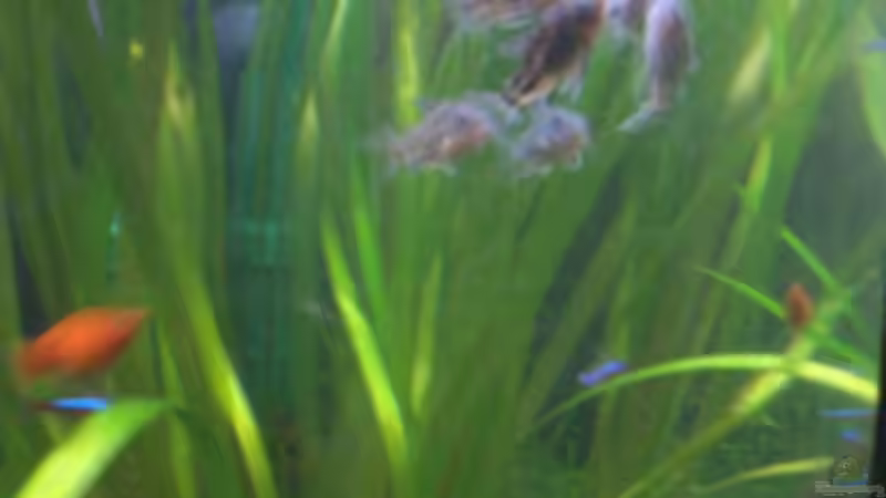 ein Trup der Corys von Sirko Fricke (12)