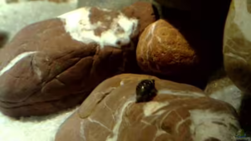 ein unbekannter Eindringling!!! von Chris_R. (30)