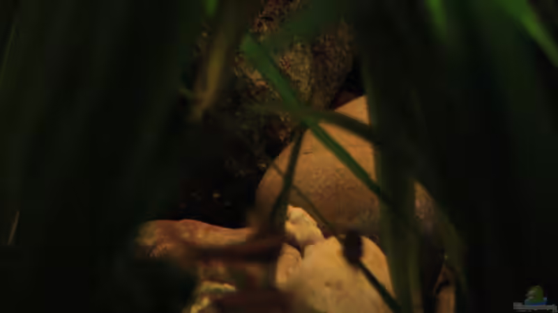 Ein Wald und Lichtblicke von Florian Bandhauer (30)