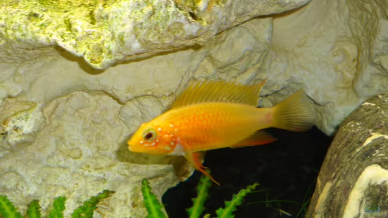 Ein Weib vor ihrer Laichhöhle in Laichfärbung! von Goos (22)