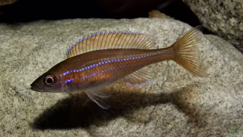 Ein Weibchen, schlichte Schönheit von Julien Preuß (26)