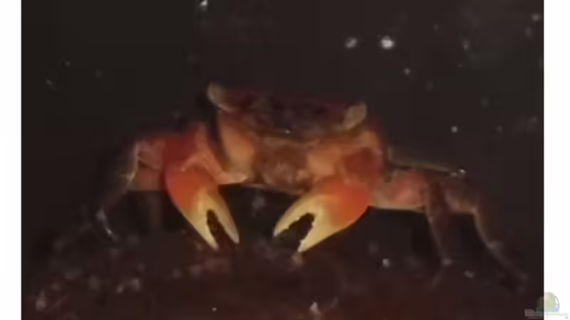 Ein Weibchen beim Fressen von Nils Müller (6)