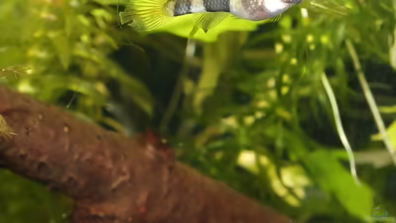 Ein Weibchen mit meiner neuen Canon EOS 1100D von chrisi01 (34)