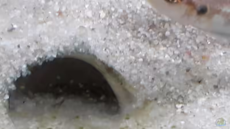 Ein Weibchen vor der Bruthöhle von NiRo (30)