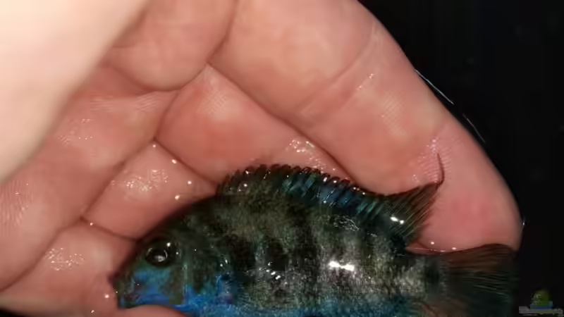 Ein weiblicher HRP beim Einzug! von David S. (4)