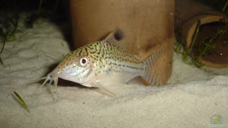 Ein weiterer Cory vor den zwei Welshöhlen von Marko Lütgens (23)